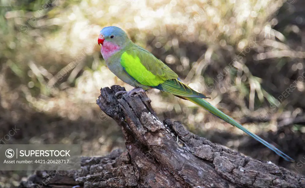 Princess Parrot (Polytelis alexandrae) adult, perched on log, Red Centre, Northern Territory, Australia, September (captive)