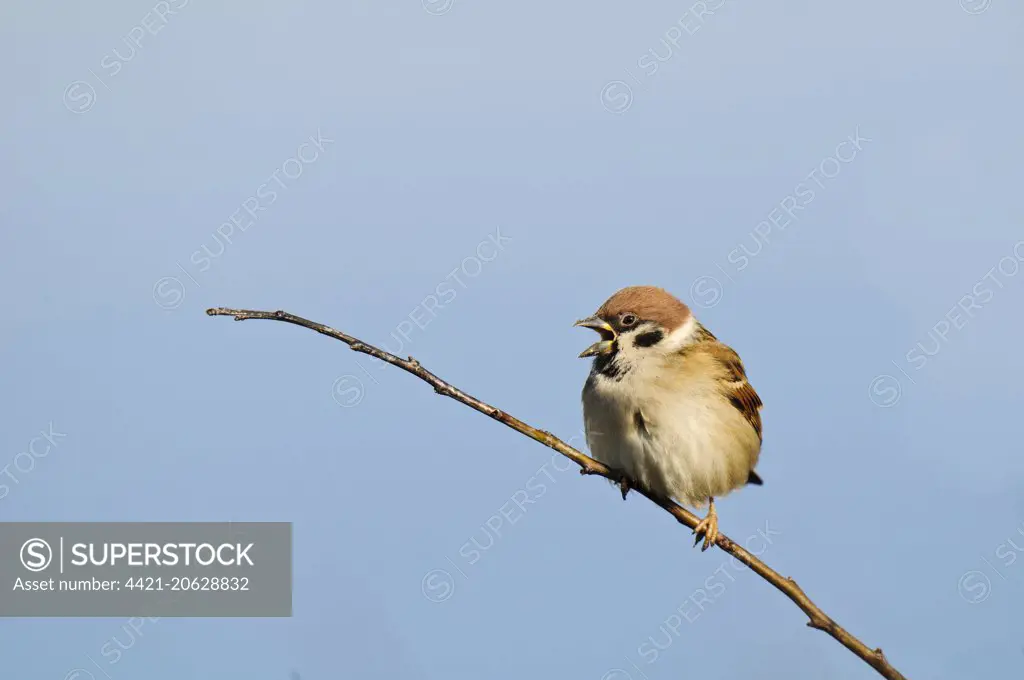 Eurasian Tree Sparrow (Passer montanus) adult, with beak open, perched on twig, Bempton Cliffs RSPB Reserve, Bempton, East Yorkshire, England, February