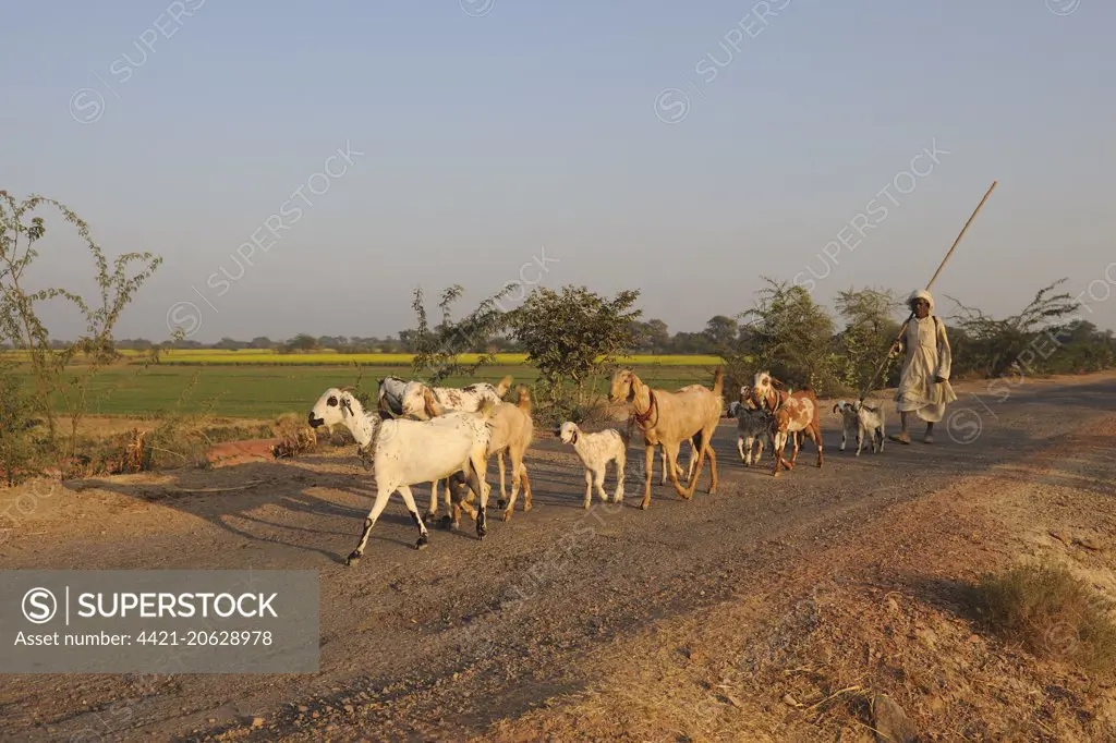Domestic Goat, herd, walking on road with herder, near Bharatpur, Rajasthan, India, December