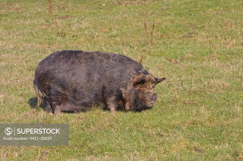 Domestic Pig, Pot-bellied Pig, adult female, standing on grass, Norfolk, England, winter