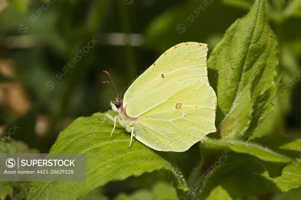 Brimstone Butterfly (Gonepteryx rhamni) adult, resting on leaf, Holt, Norfolk, England, June