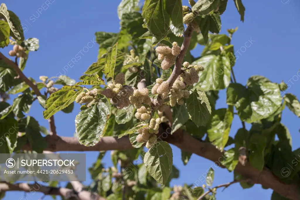 White Mulberry leaf and fruit - Spain