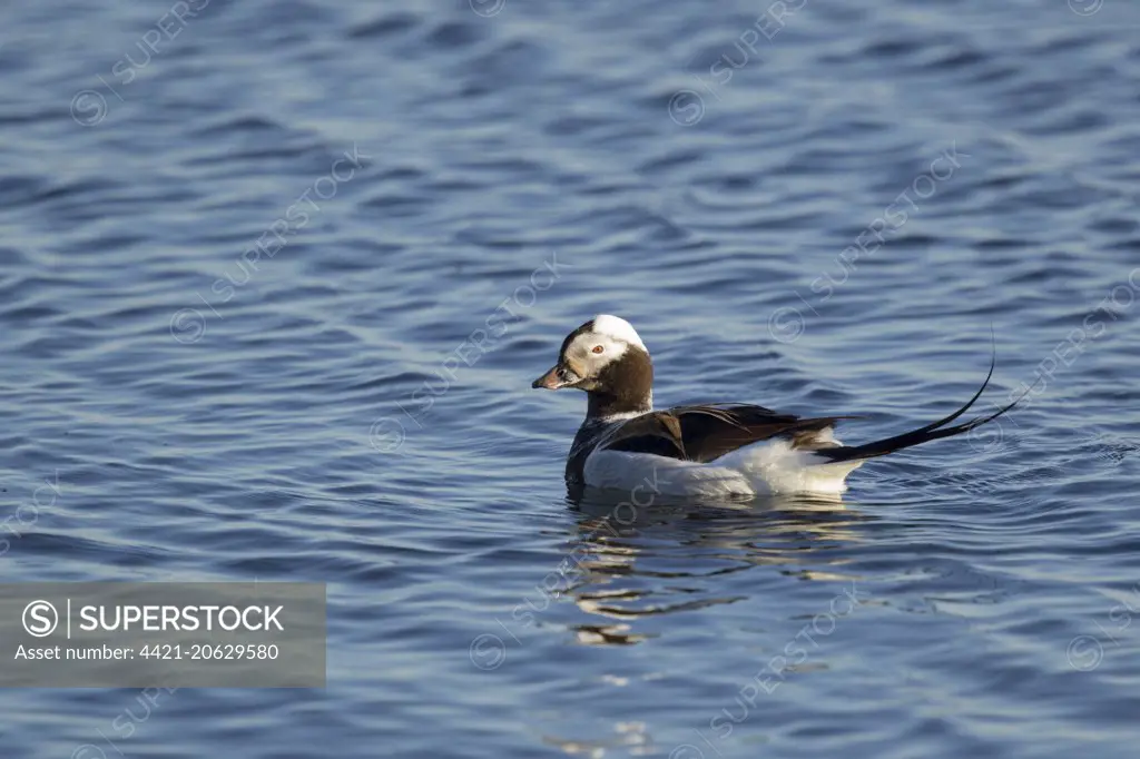 Long-tailed Duck (Clangula hyemalis) adult male, breeding plumage, swimming on lake, Lake Myvatn, Iceland, June