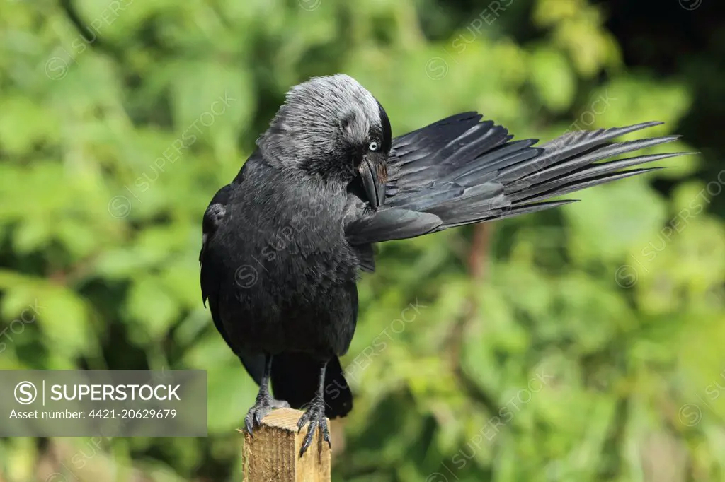 Jackdaw (Corvus monedula) adult, preening wing feathers, perched on fencepost, Bempton Cliffs RSPB Reserve, Bempton, East Yorkshire, England, July