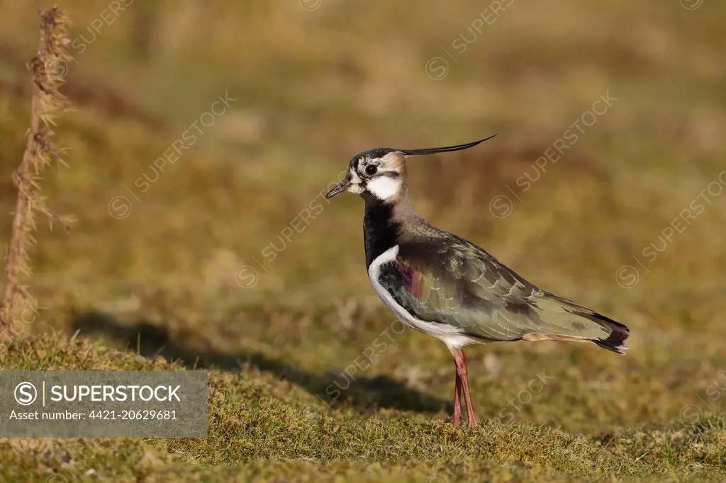 Northern Lapwing (Vanellus vanellus) adult male, moulting into breeding plumage, standing on ground, Kent, England, March