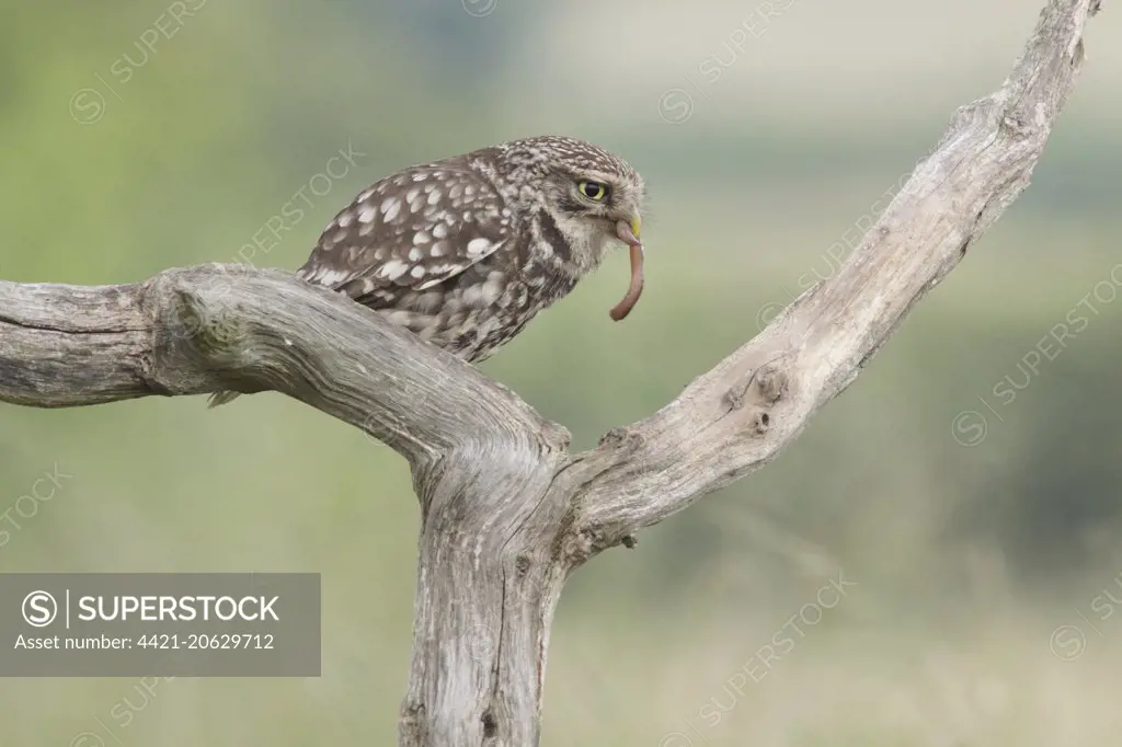Little Owl (Athene noctua) adult, with earthworm in beak, perched on dead branch in farmland, West Yorkshire, England, June