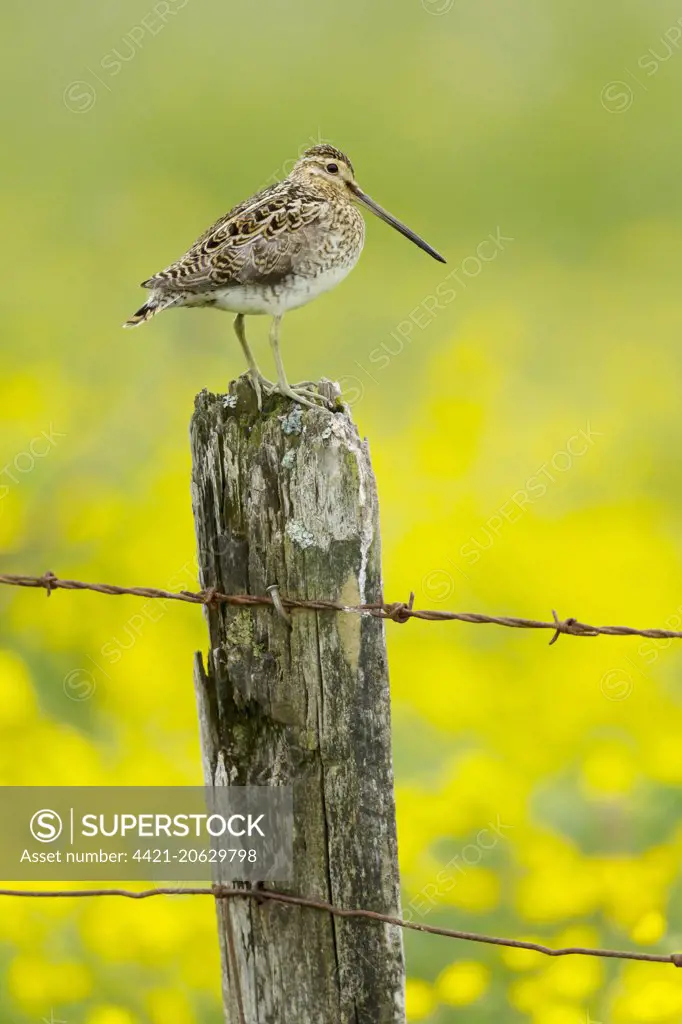 Common Snipe (Gallinago gallinago) adult, standing on fencepost with flowering buttercup meadow in background, Iceland, June