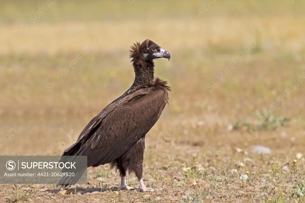 Eurasian Black Vulture (Aegypius monachus) juvenile, standing in field, Castilla y Leon, Spain, May