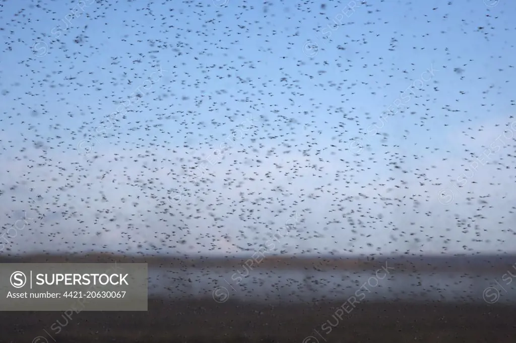Midge (Tanytarsus gracilentus) adults, swarm in flight, Lake Myvatn, Iceland, June