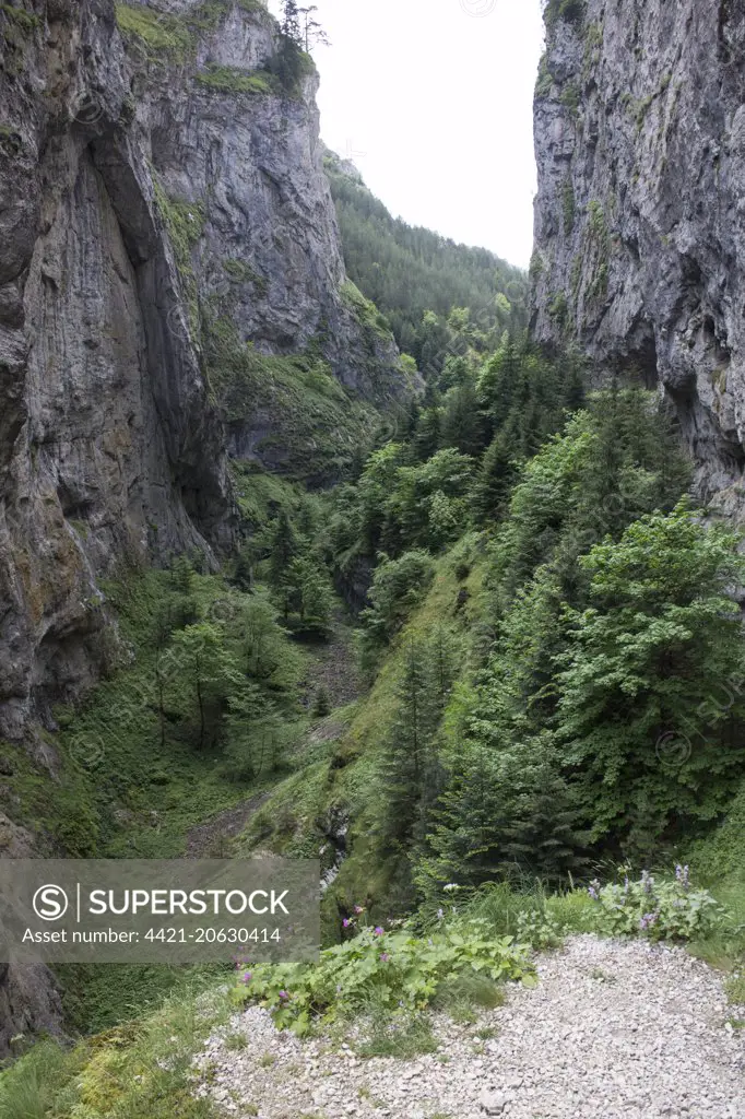 Trigrad Gorge nesting habitat of the Wallcreeper - Bulgaria