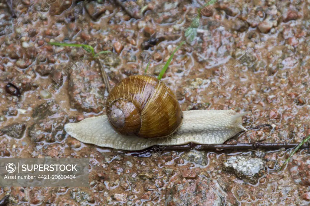 Edible or Roman Snail, Helix pomatia is a species of large, air-breathing land snail or escargot, a terrestrial pulmonate gastropod mollusk in the family Helicidae. Common in  Europe - Bulgaria.