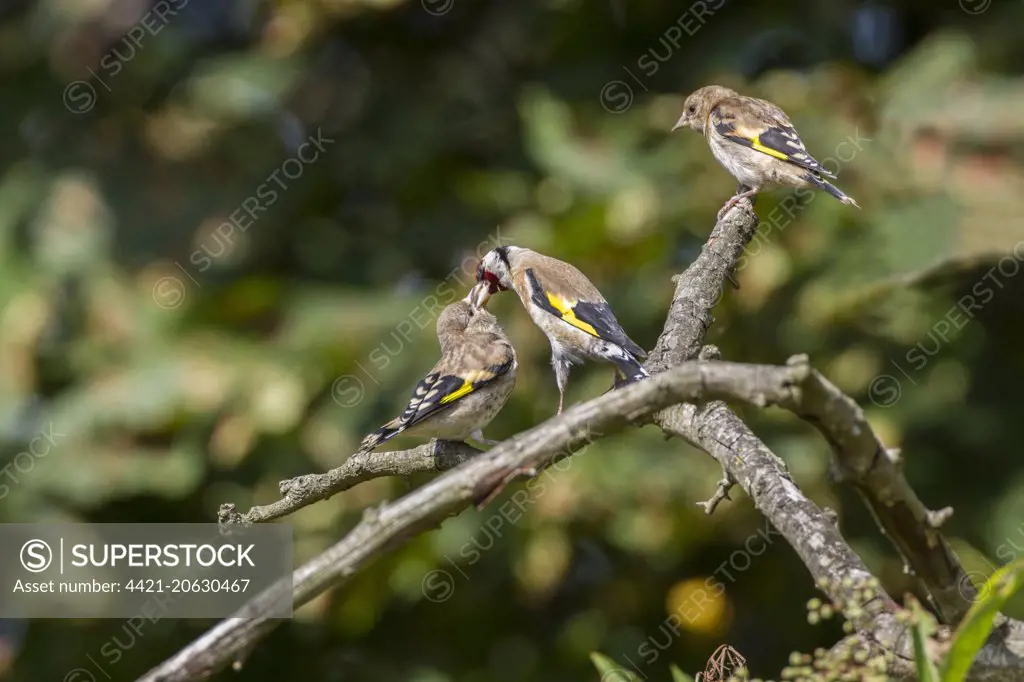 Goldfinch adult regurgitating food to fledged young