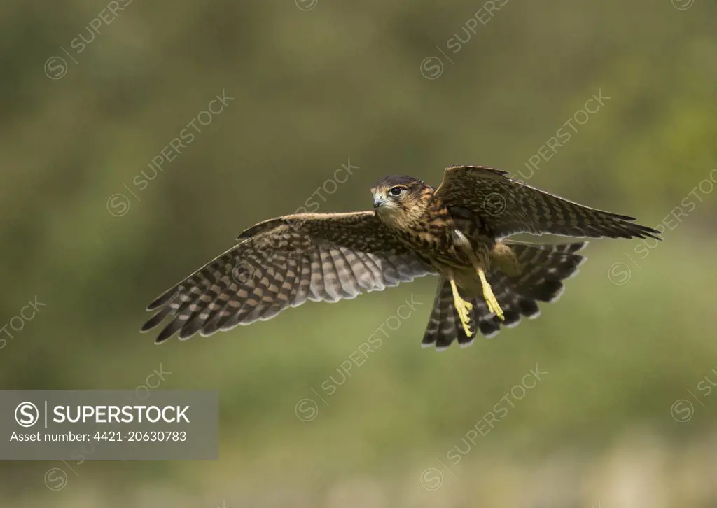 Merlin (Falco columbarius) juvenile male, in flight, Peak District N.P., Derbyshire, England, October