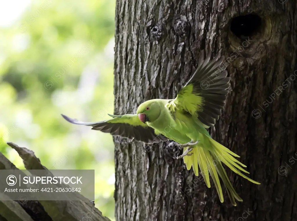 Rose-ringed Parakeet (Psittacula krameri) introduced species, adult female, in flight, leaving nesthole in tree trunk, Surrey, England, May