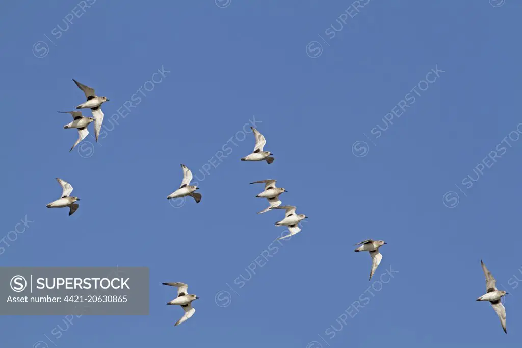 Grey Plover (Pluvialis squatarola) flock, in flight, Norfolk, England, November
