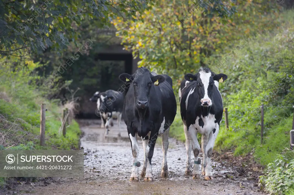 Domestic Cattle, Holstein dairy cows, coming in along track for day milking, Staffordshire, England, November 