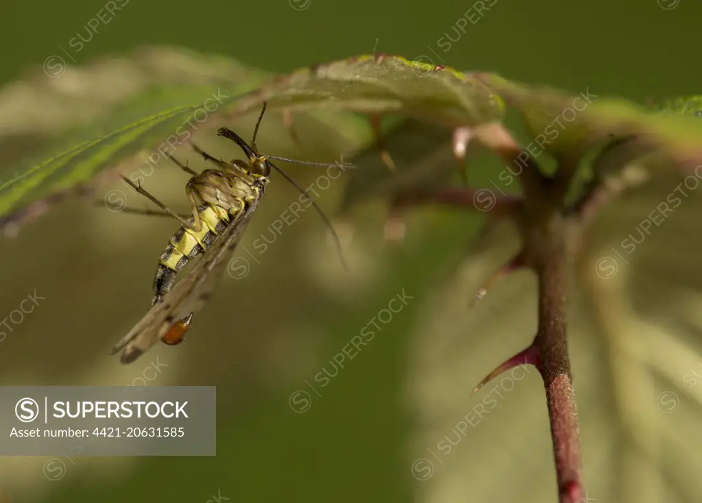 Common Scorpionfly (Panorpa communis) adult male, resting on underside of bramble leaf, Yorkshire, England, August