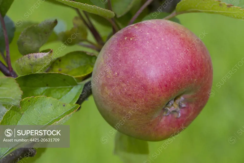 Cultivated Apple (Malus domestica) 'Court Pendu Plat' or 'Wise Apple', close-up of fruit, on tree in organic orchard, Powys, Wales, August