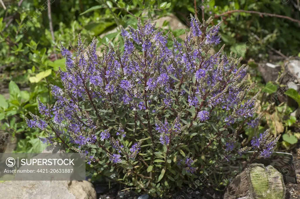 Hebe "Caledonia" a shrubby veronica hebe flowering on a rockery