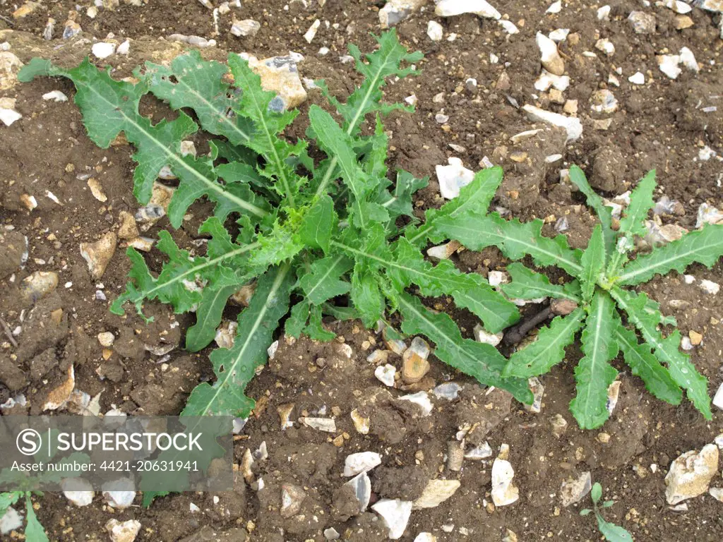 Young prostrate perennial sow-thistle, Sonchus arvensis plants on waste arable ground