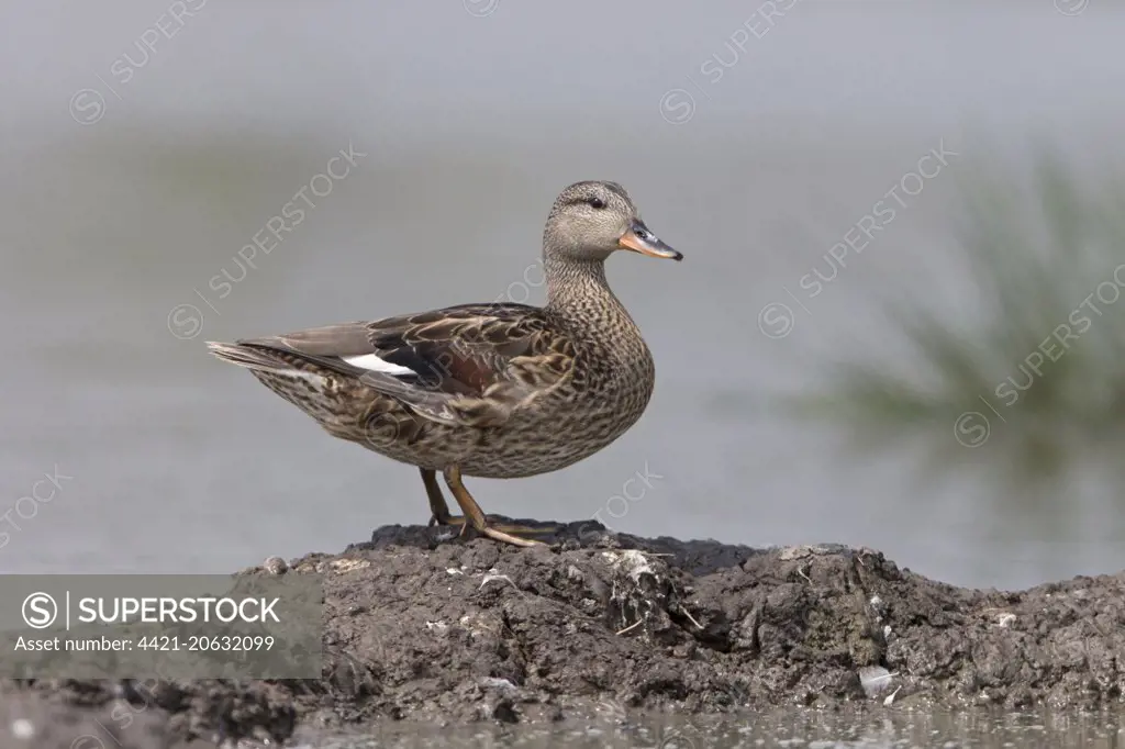 Gadwall (Anas strepera) juvenile, standing on mud at edge of water, Suffolk, England, July