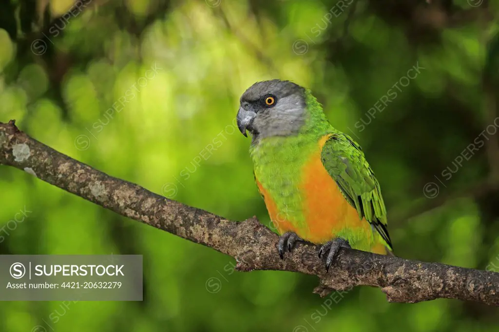 Senegal Parrot (Poicephalus senegalus) adult, perched on branch (captive)