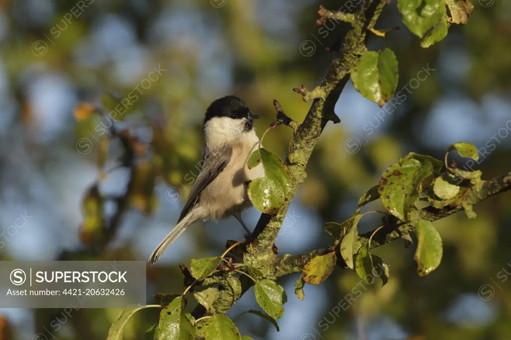 Willow Tit (Parus montanus) adult, perched on Wild Crabapple (Malus sylvestris) twig, West Yorkshire, England, October