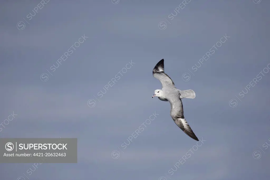 Southern Fulmar (Fulmarus glacialoides) adult, in flight, Antarctic Peninsula, Antarctica, November