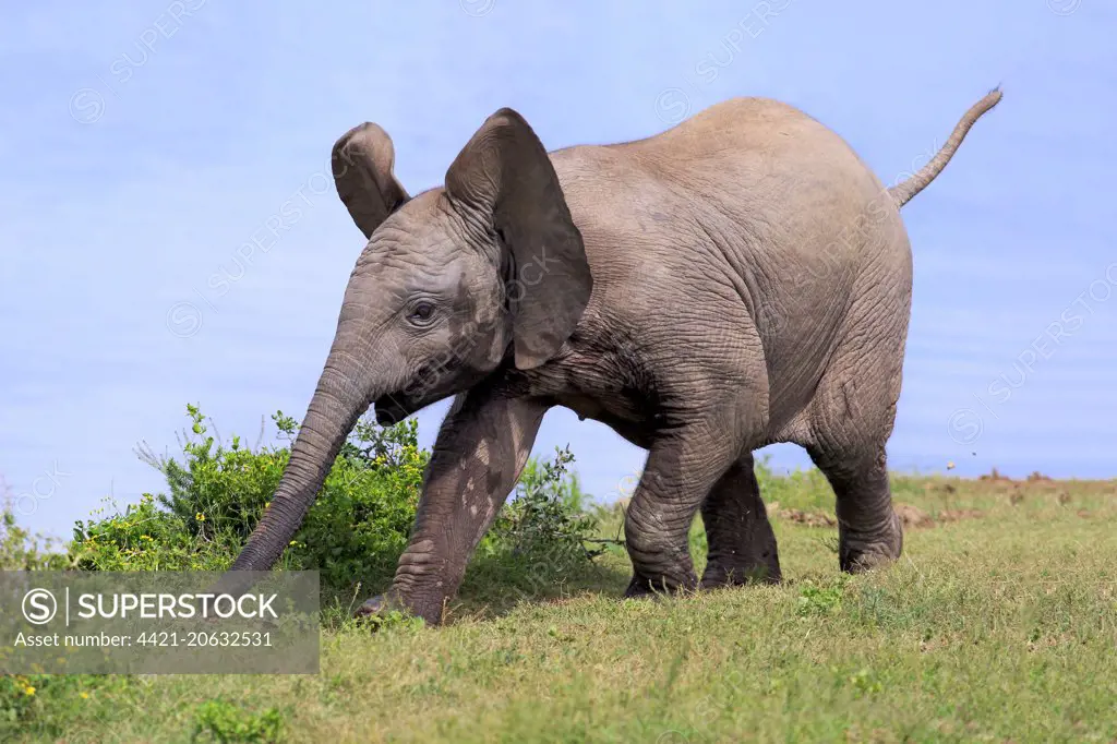 African Elephant (Loxodonta africana) calf, running beside water, Addo Elephant N.P., Eastern Cape, South Africa, December