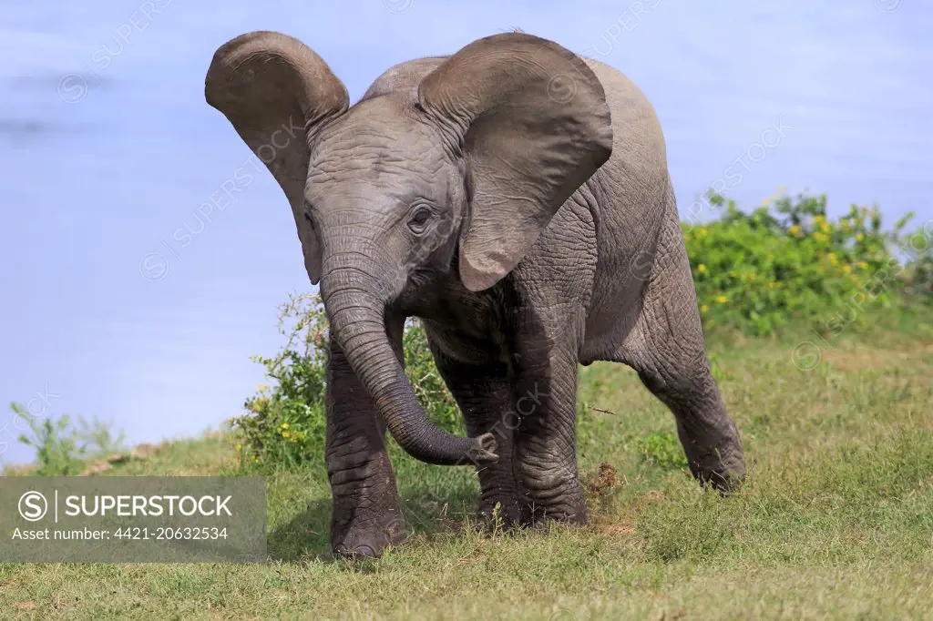 African Elephant (Loxodonta africana) calf, walking beside water, Addo Elephant N.P., Eastern Cape, South Africa, December
