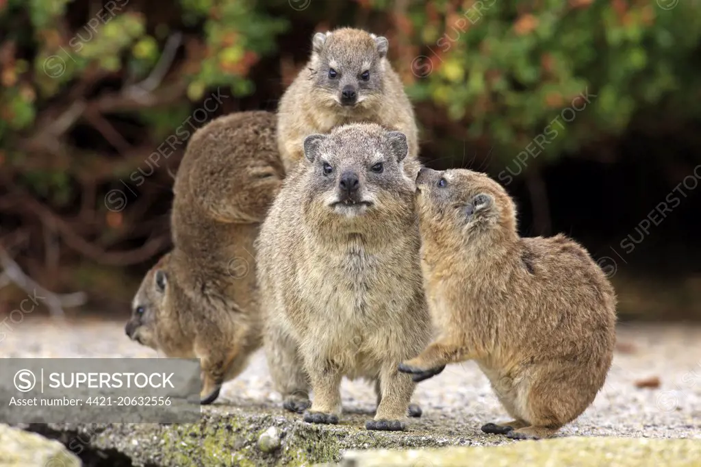 Cape Rock Hyrax (Procavia capensis) adult female with three young, one resting on back, Betty's Bay, Western Cape, South Africa, December