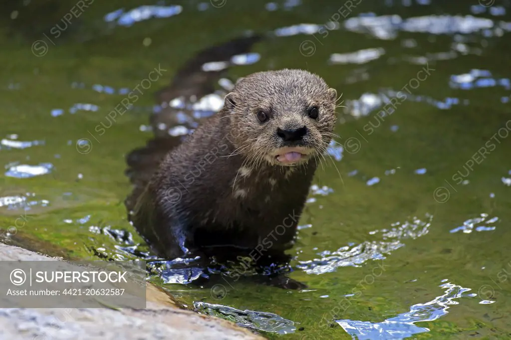 Spotted-necked Otter (Hydrictis maculicollis) adult, standing in shallow water, Eastern Cape, South Africa, December (captive)