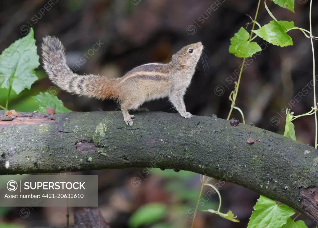 Indian Palm Squirrel (Funambulus palmarum) adult, standing on branch, Sri Lanka, January