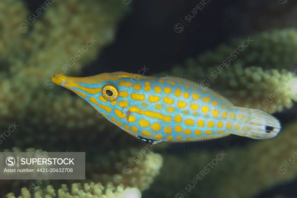 Longnose Filefish (Oxymonacanthus longirostris) adult, Tanjung Nukae, Wetar Island, Barat Daya Islands, Lesser Sunda Islands, Maluku Province, Indonesia, October