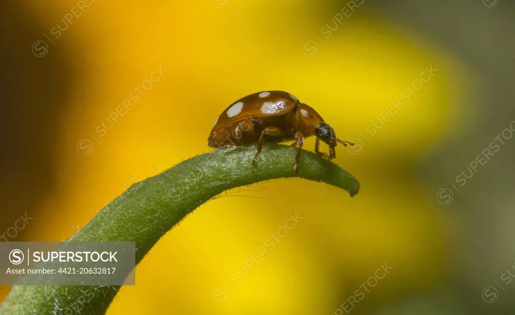Fourteen-spot Ladybird (Calvia quatuordecimguttata) adult, on stem in garden, Chipping, Lancashire, England, September