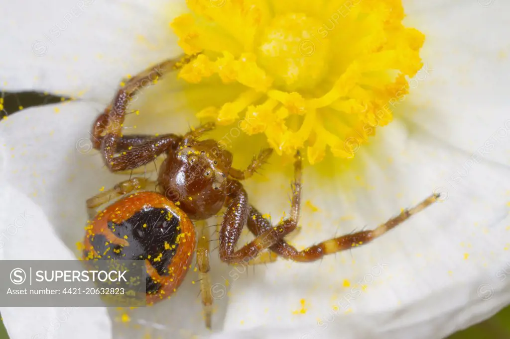 Napoleon Crab Spider (Synema globosum) adult female, in Narrow-leaved Cistus (Cistus monspeliensis) flower, Montagne de la Clape, Aude, Languedoc-Roussillon, France, May