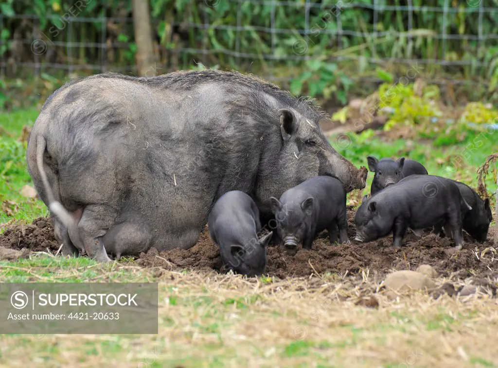 Domestic Pig, Vietnamese Pot-bellied Pig, sow with piglets, foraging in paddock, England, july