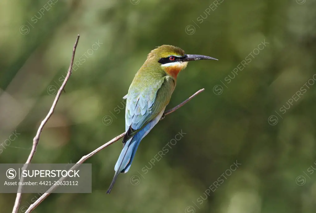 Blue-tailed Bee-eater (Merops philippinus) adult, perched on twig, Yala N.P., Sri Lanka, February