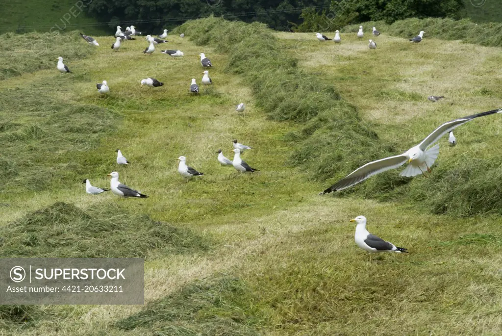 Lesser Black-backed Gull (Larus fuscus) and Black-headed Gull (Chroicocephalus ridibundus) mixed flock, feeding on mown meadow, picking at worms and grubs disturbed by tractor and machinery, Cumbria, England, July