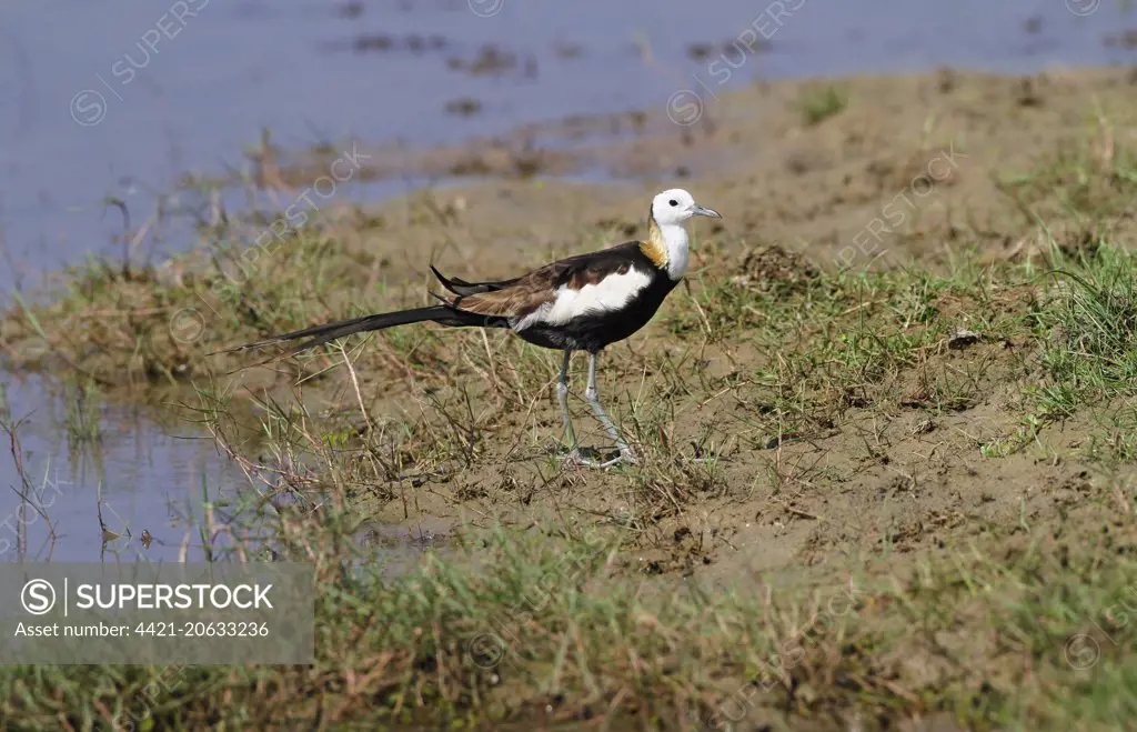 Pheasant-tailed Jacana (Hydrophasianus chirurgus) adult, breeding plumage, standing on mud at edge of water, Bundala N.P., Sri Lanka, February