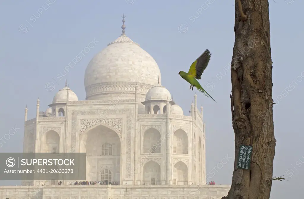 Rose-ringed Parakeet (Psittacula krameri) adult female, in flight, leaving nesthole in tree trunk, with Taj Mahal in background, Agra, Uttar Pradesh, India, February