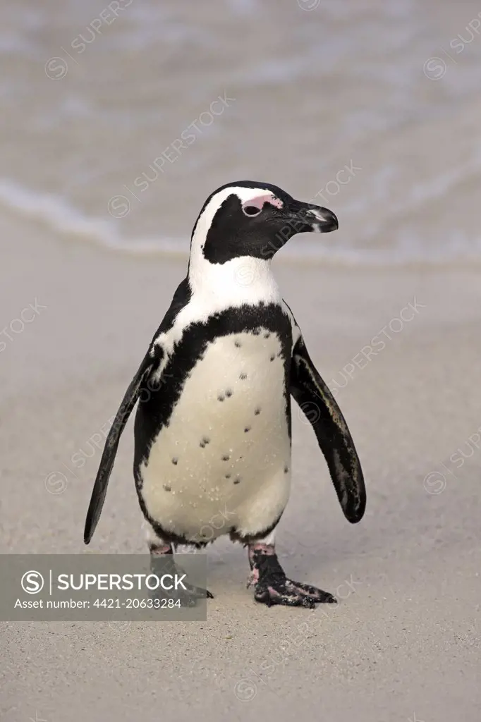 Jackass Penguin (Spheniscus demersus) adult, walking on beach, Boulders Beach, Simonstown, Western Cape, South Africa, June