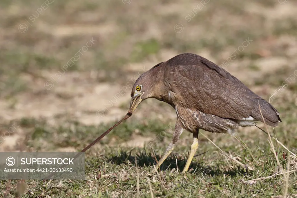 Japanese Night-heron (Gorsachius goisagi) immature male, first winter plumage, feeding, pulling earthworm from ground in abandoned paddyfield, Hong Kong, China, December