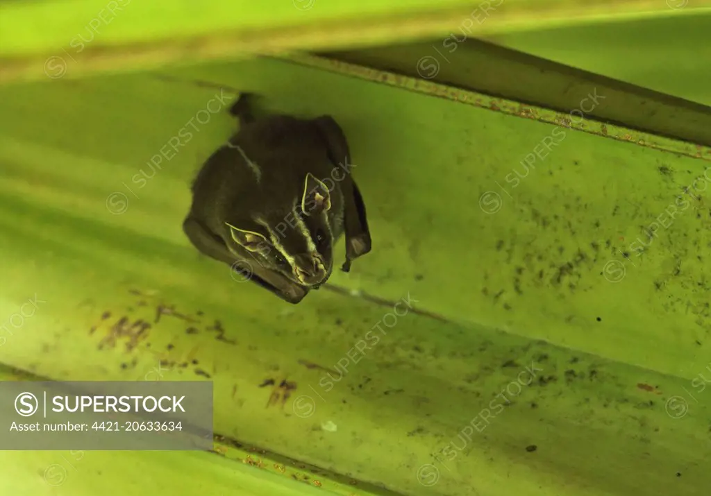 Tent-making Bat (Uroderma bilobatum) adult, hanging from leaf, Summit Gardens, Panama, November