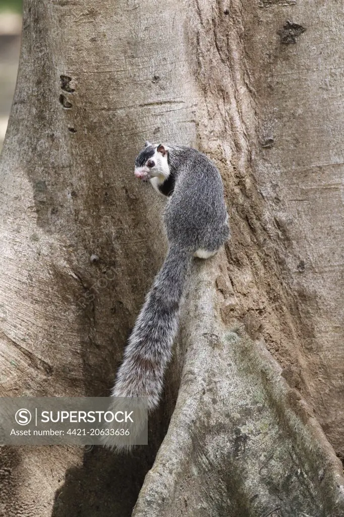 Grizzled Giant Squirrel (Ratufa macroura) adult, at base of tree trunk, Polonnaruwa, Sri Lanka, February