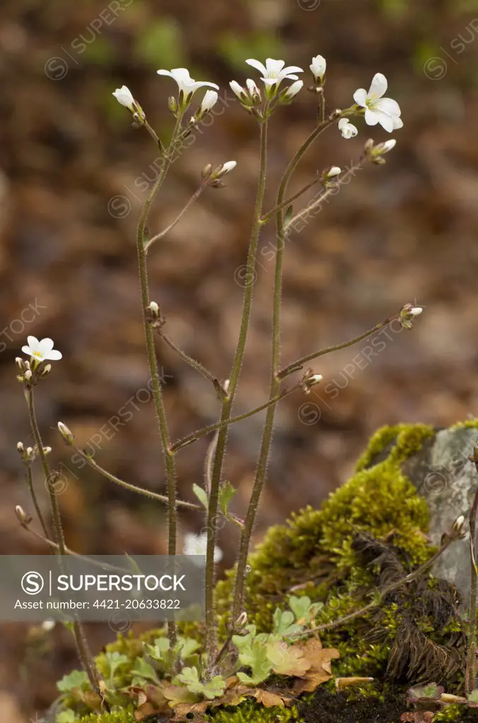 Meadow Saxifrage (Saxifraga granulata) flowering, Abruzzo N.P., Apennines, Italy, May