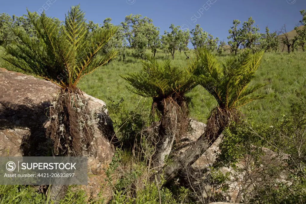 Common Tree Fern (Cyathea dregei) habit, Royal Natal N.P., Drakensberg Mountains, KwaZulu-Natal, South Africa, November