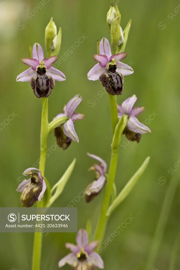 Aveyron Bee Orchid (Ophrys aveyronensis) flowering, Cernon Valley, Massif Central, France, May