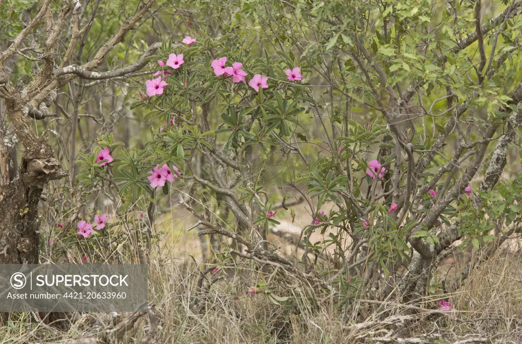 Swazi Lily (Adenium swazicum) flowering, Kruger N.P., Great Limpopo Transfrontier Park, South Africa, November