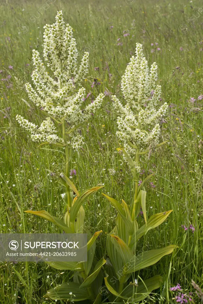 White False Helleborine (Veratrum album) flowering, growing in pasture, Carpathians, Romania, June